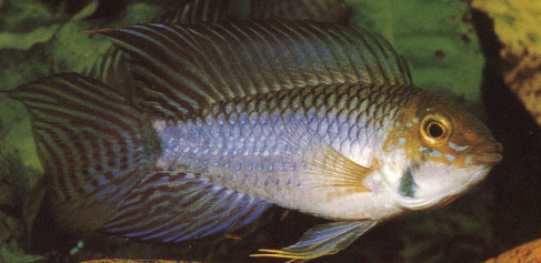 Apistogramma Steindachneri
