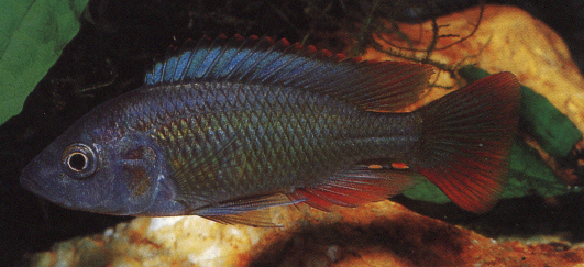 Astatotilapia Nubila